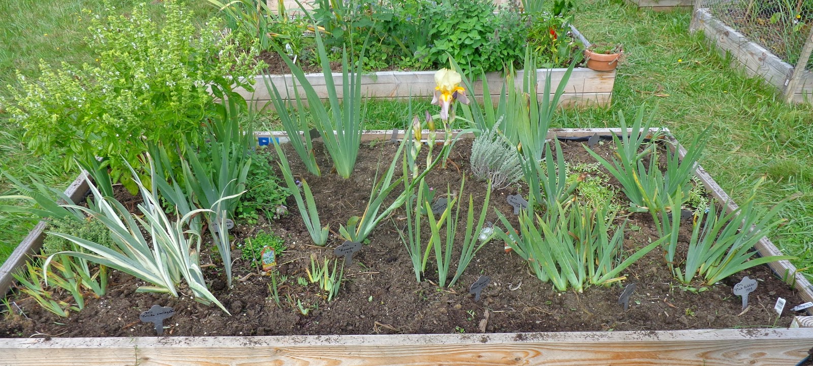 Daniel's Pacific NW Garden Bearded Iris Beds. Cleanup and getting