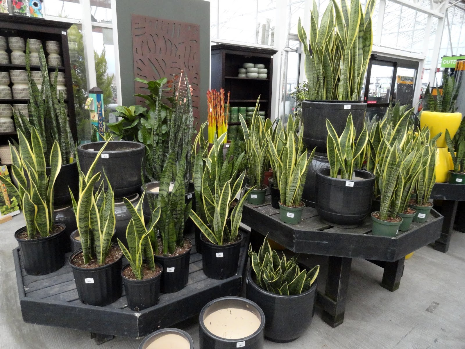 danger garden nursery visits on the way to Seattle...