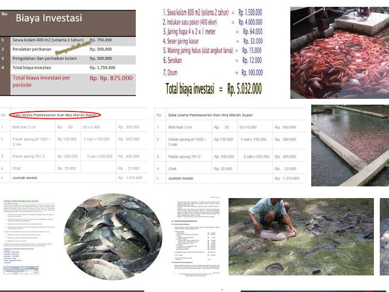 Analisis Usaha Budidaya Ikan Nila yang Menguntungkan