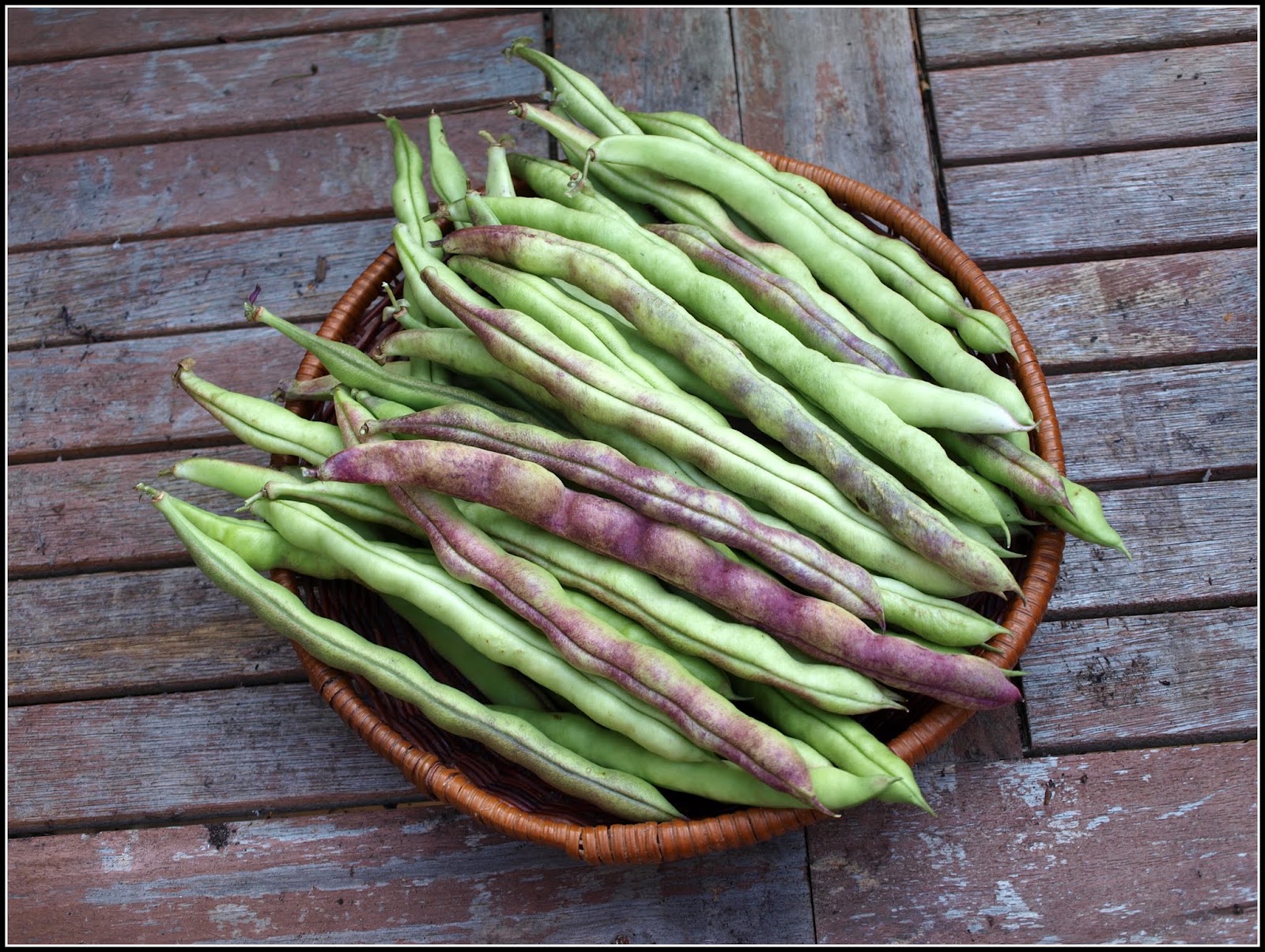 Mark's Veg Plot: Harvest Monday - 5 Oct 2015