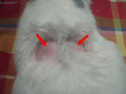 hair loss rabbits alopecia pets causes