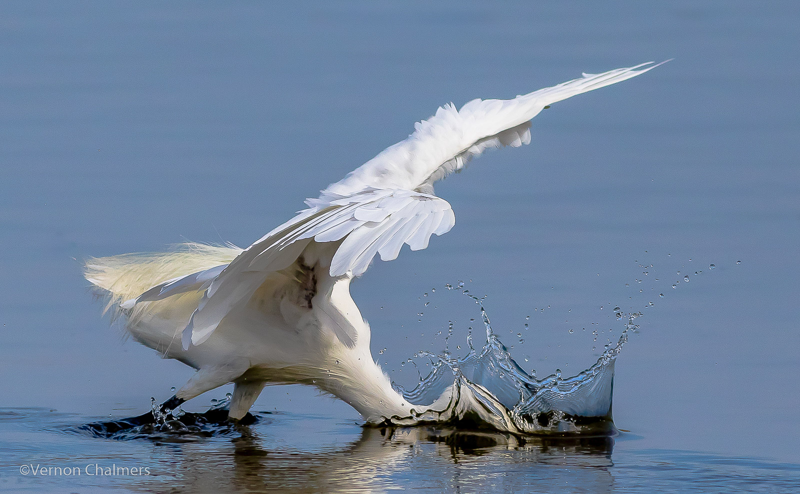 Vernon Chalmers Photography Fast Shutter Speed / Action Photography