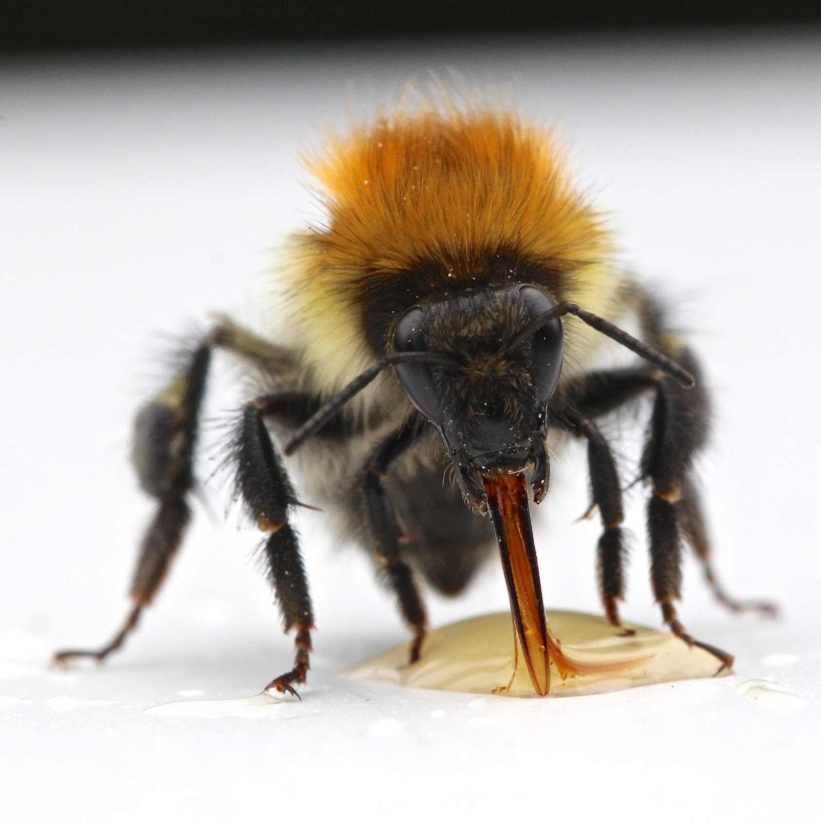 TrogTrogBlog The bumblebee's tongue