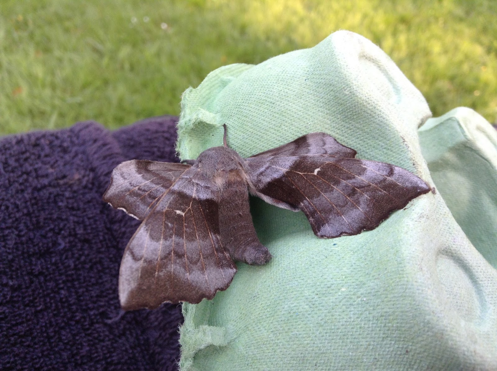 Martin's Moths Hawk's worth