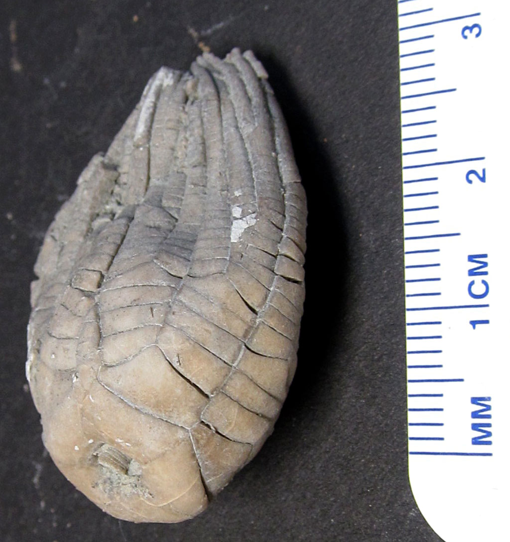 Louisville Fossils and Beyond Zeacrinites wortheni Crinoid Calyx