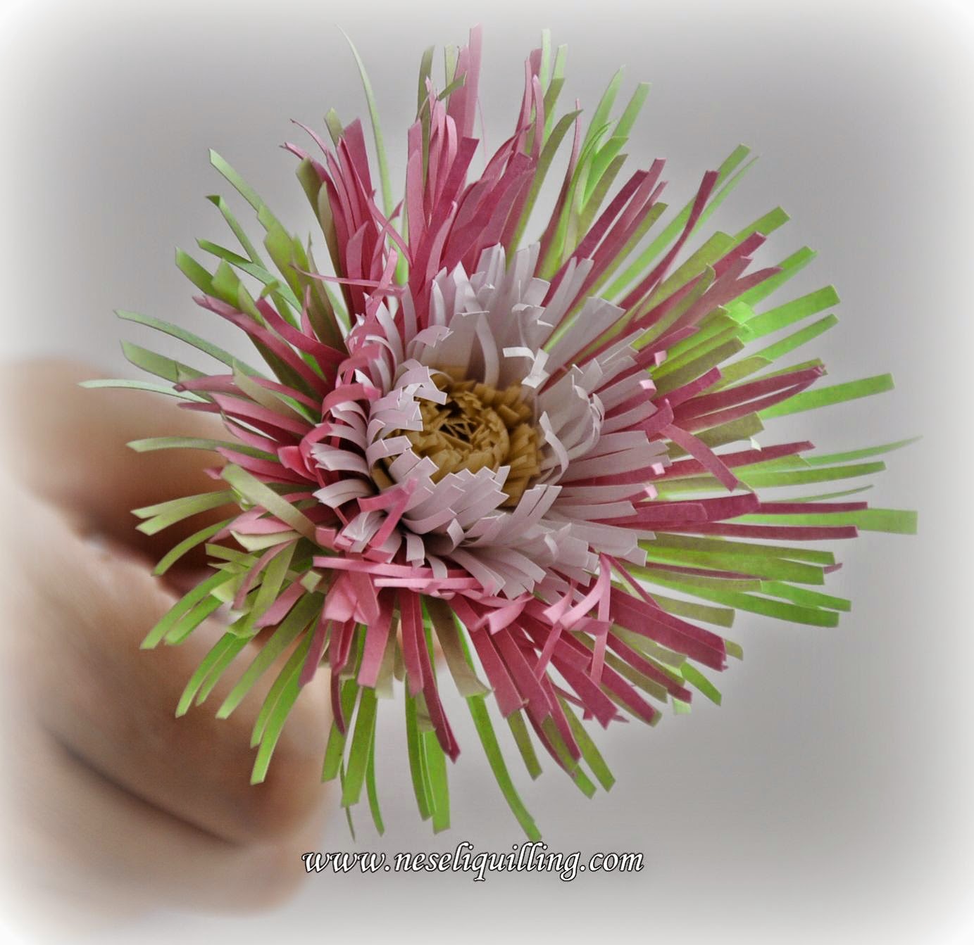 neseli quilling fringed flower