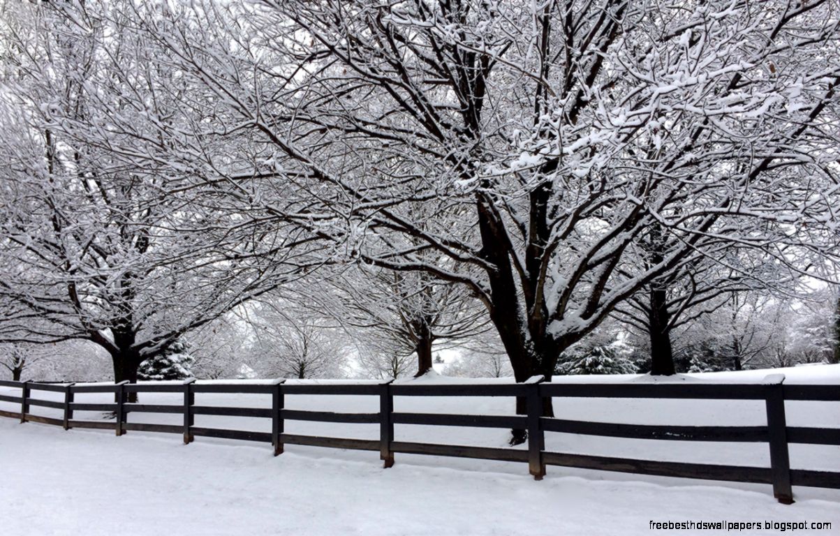 Snow Covered Trees