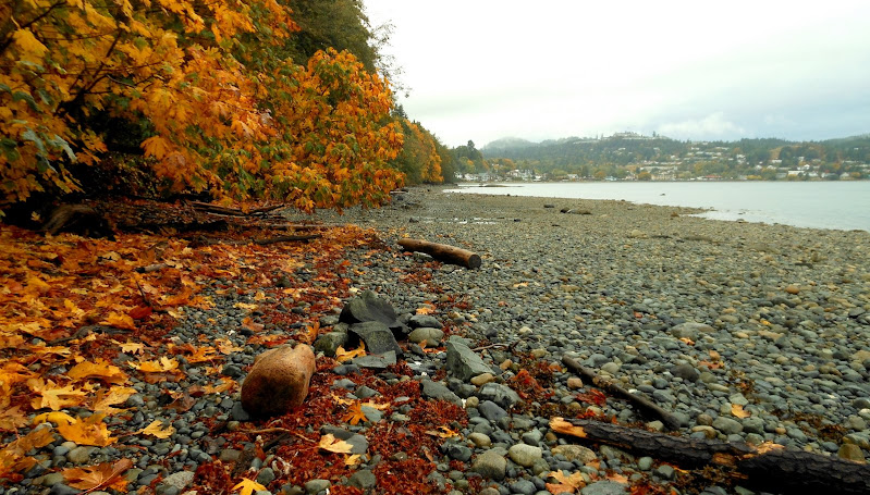 Autumn foliage covers the beach around the high water mark (2012-10-14)
