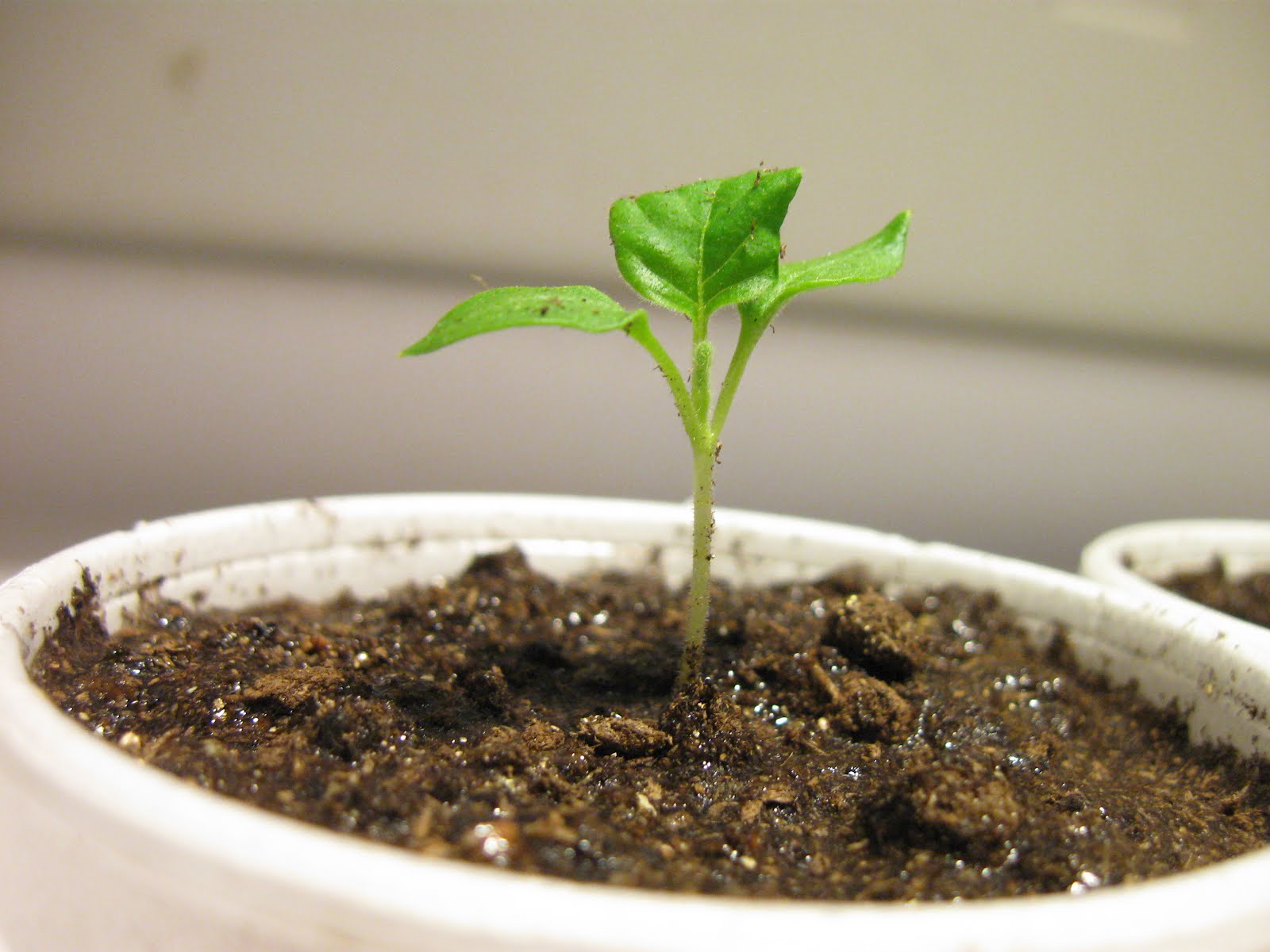 Kentucky Fried Garden Germinating Eggplant and Sweet Peppers