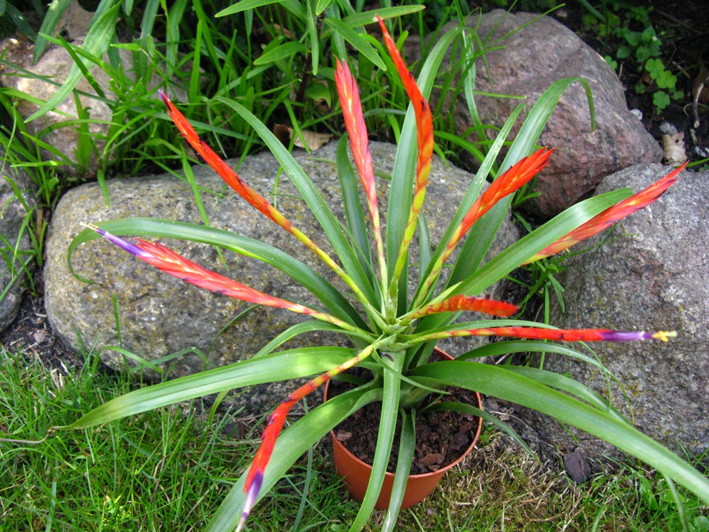 Tillandsia flabellata care and culture Travaldo�s blog