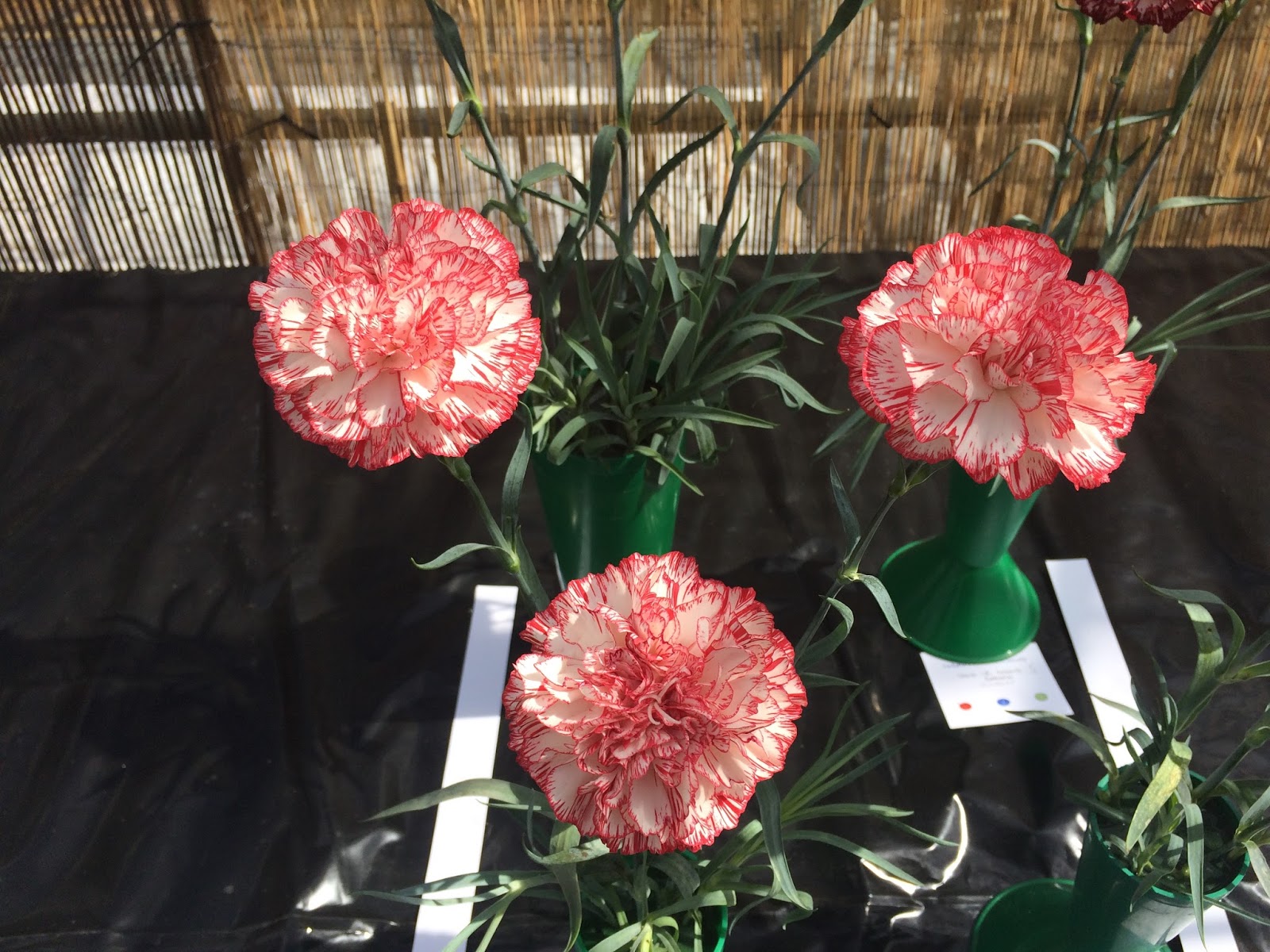 Breeding and Showing Flowers Yorkshire Carnation Society Late Show, Sunday 13th August.