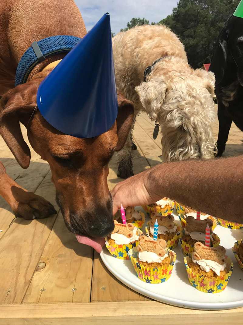 Doggy Daycare Farm Trips for Sydney Dogs