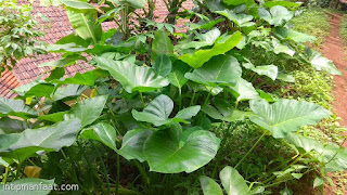 Manfaat Daun Talas Bagi Kesehatan Dan Pengobatan Non Medis  Talas adalah salah satu tanaman yang dikembangbiakan dan termasuk  juga tanaman liar yang Manfaat Daun Talas Bagi Kesehatan Dan Pengobatan Non Medis