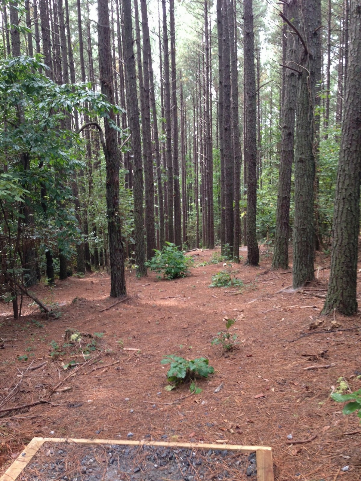 You Care What We Think Sawmills Veterans Park Disc Golf Course