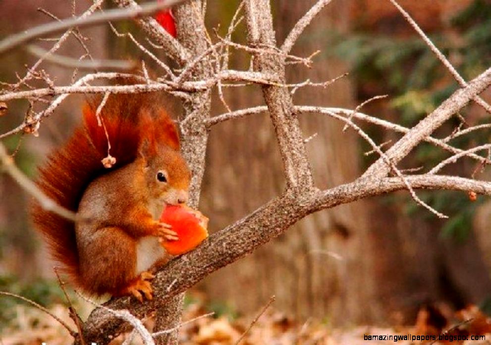 Cute Squirrel Fall Leaves Animals Autumn