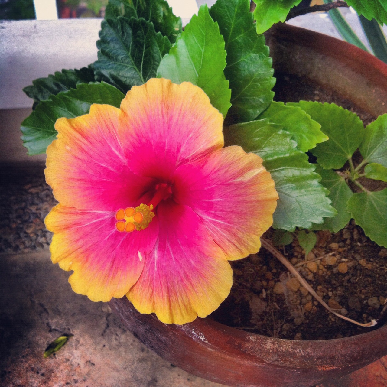 Within the Lotus of the Heart Gumamela Bloom!