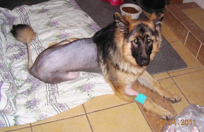 Kann ich meinen Schäferhund rasieren? Deutsche Schäferhunde