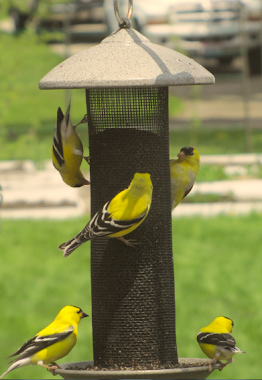 Goldfinches - One Upsidedown