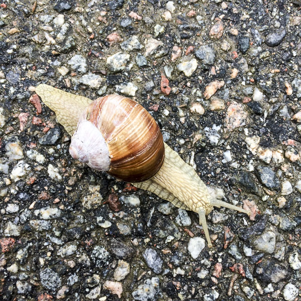 snigel snigel