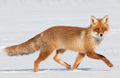 Zorro café caminando en la nieve - Little fox walking