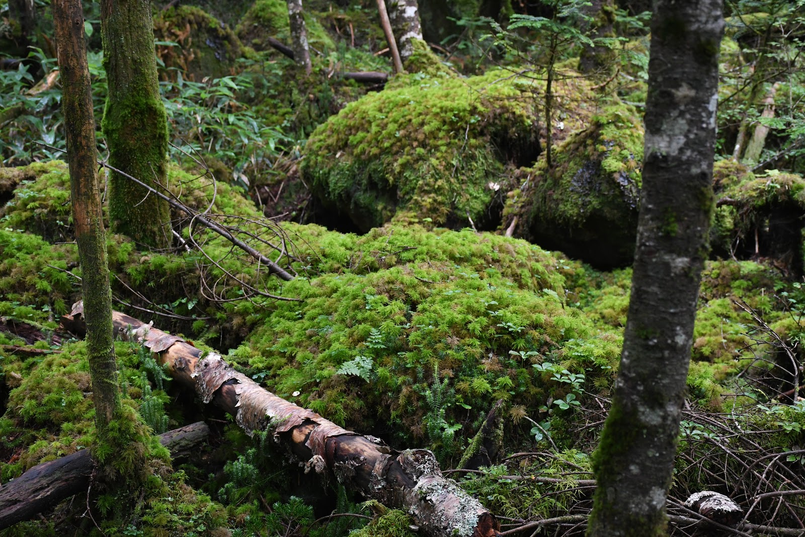 かめさまページ 天然苔八ヶ岳産～ヒカリゴケ～ かめさまページ 天然苔八ヶ岳産～ヒカリゴケ～ 天然苔八ヶ岳産