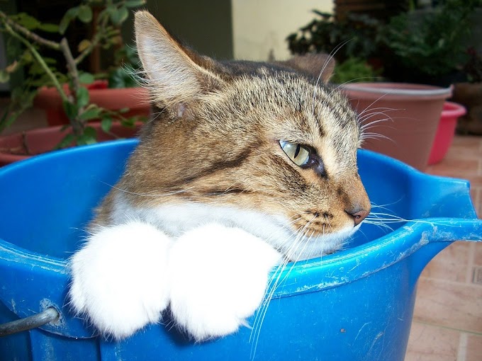 Fakta Kutu Kucing Pada Manusia dan Cara Menghilangkan Secara Aman