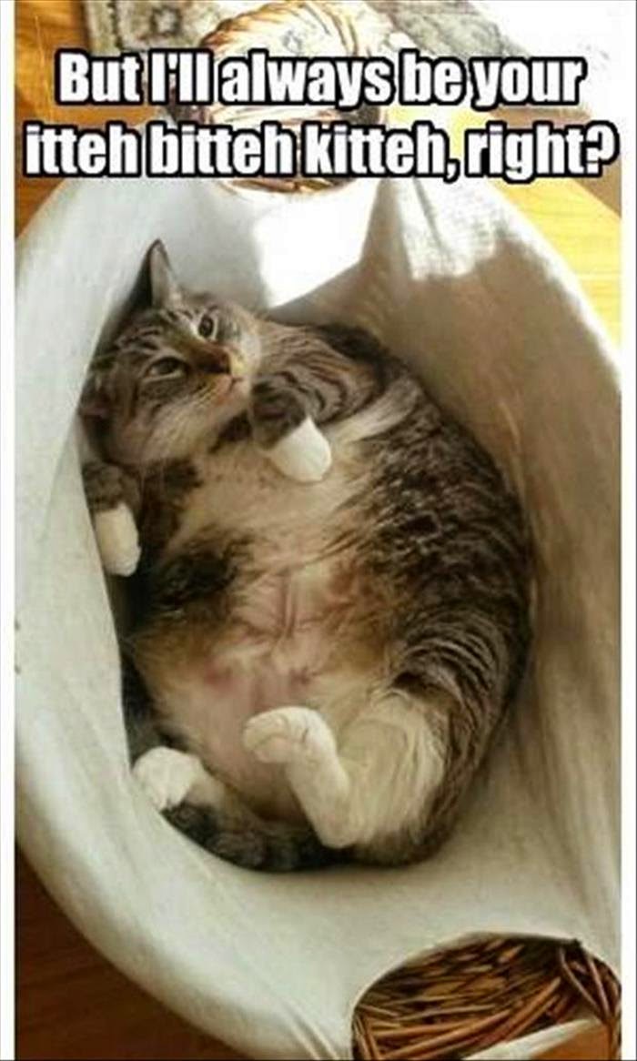 30 Funny animal captions part 35 (30 pics) Amazing Creatures