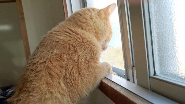 窓から外を見ている興味深々の猫