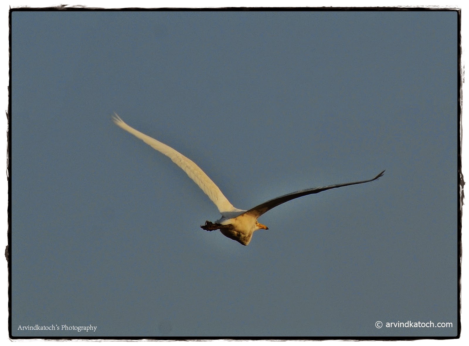 White Bird, Migratory Bird