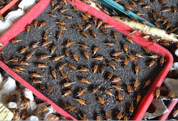 Causes Of Cricket Eggs Cannot Hatch And How To Overcome It Sdn 1 Bancar