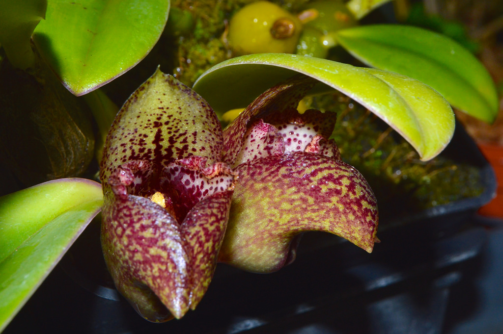 EXTREMELY RARE & stunning orchid FREE SHIPPING Details about   Bulbophyllum agastor 