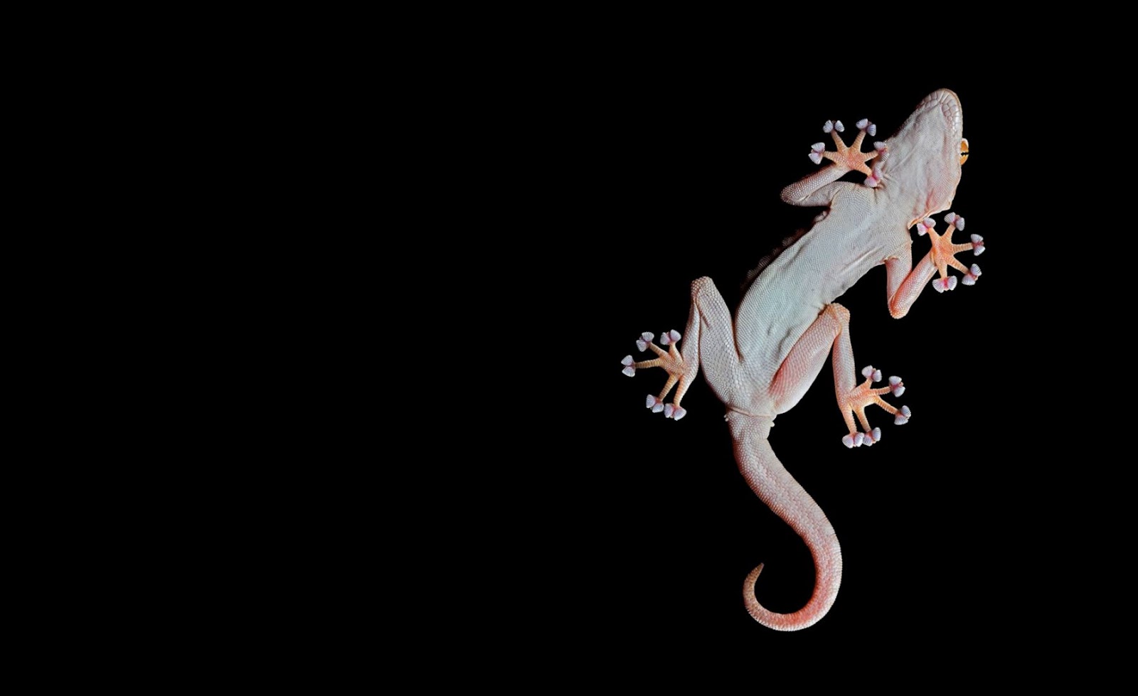 Gecko Reptile Animal Animals 1920x1200