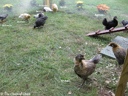 coop chickens chicken roost training nest boxes run range night mormino suffield week chick ct west outdoors dusk into door