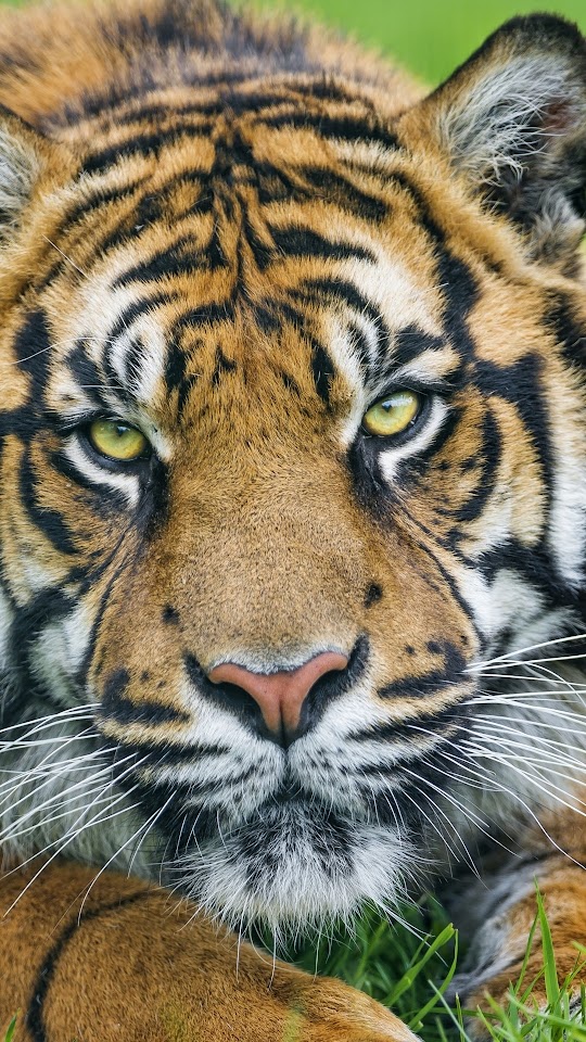 Sumatran Tiger Face Galaxy Note HD Wallpaper