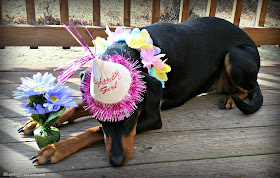 rescued doberman mix dog turns two years old birthday hat