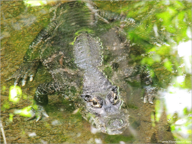  Selva Tropical del Biodôme: Caimán Yacaré
