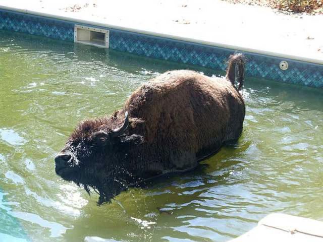 Funny Cool Pictures: Animals Feel Hot In Summer