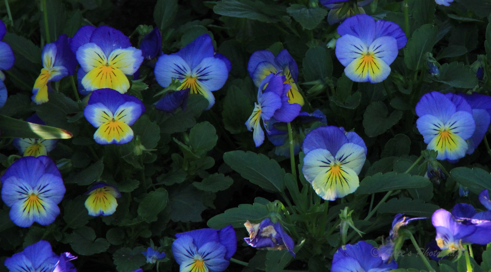 point-of-vyu-day-20-week-3-365-days-of-flowers