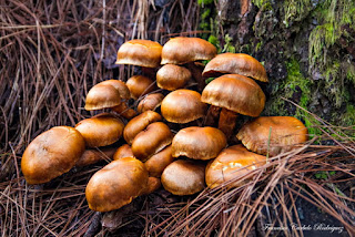 EL RINCÓN FOTOGRÁFICO DE FRANCISCO CURBELO: RUTA: EL GAITERO - LA