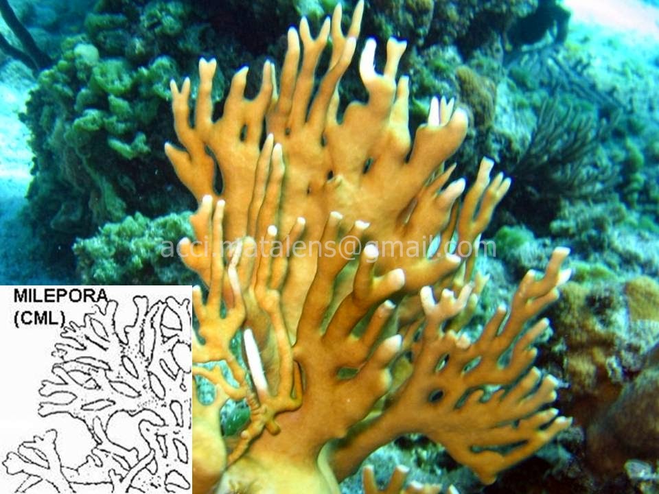 Coral 09. Миллепора коралл. Millepora alcicornis. Кораллы миллепора медуза. Коралл огонь.