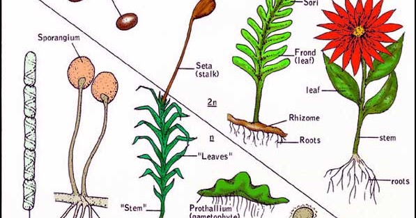 Difference between Gametophyte and Sporophyte Major