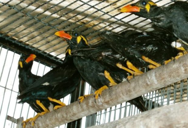 Daftar Harga Burung Beo Bersertifikat Resmi Orisinil Terbaru Tahun