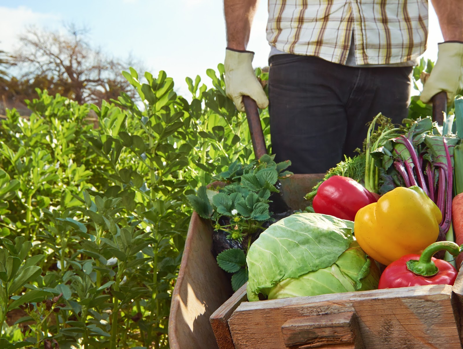 Saiba o que é a agricultura orgânica, seus benefícios e vantagens Eco Flores & Plantas Saiba o que é a agricultura orgânica, seus benefícios e vantagens Eco Flores & Plantas
