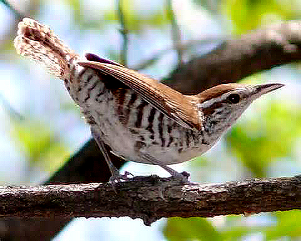 Bellas Aves de El Salvador: Thryothorus pleurostictus (chivirín o ...