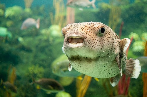 blowfish sand pixie leopard