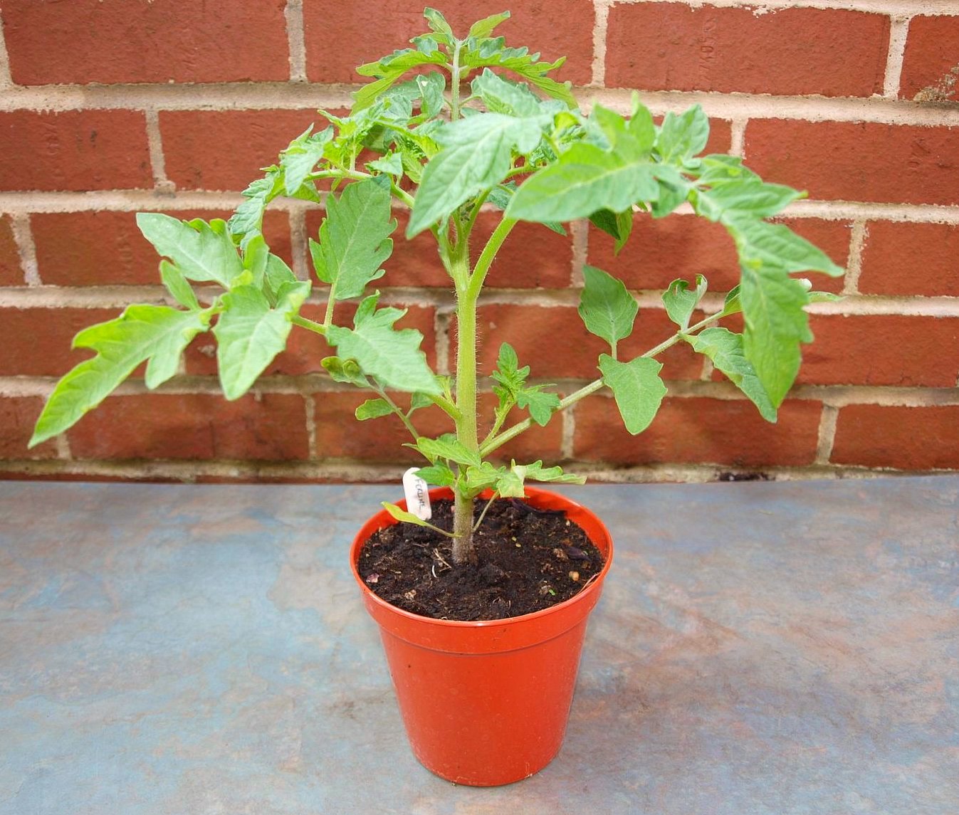 Mark�s Veg Plot The tomatoes go to their final homes