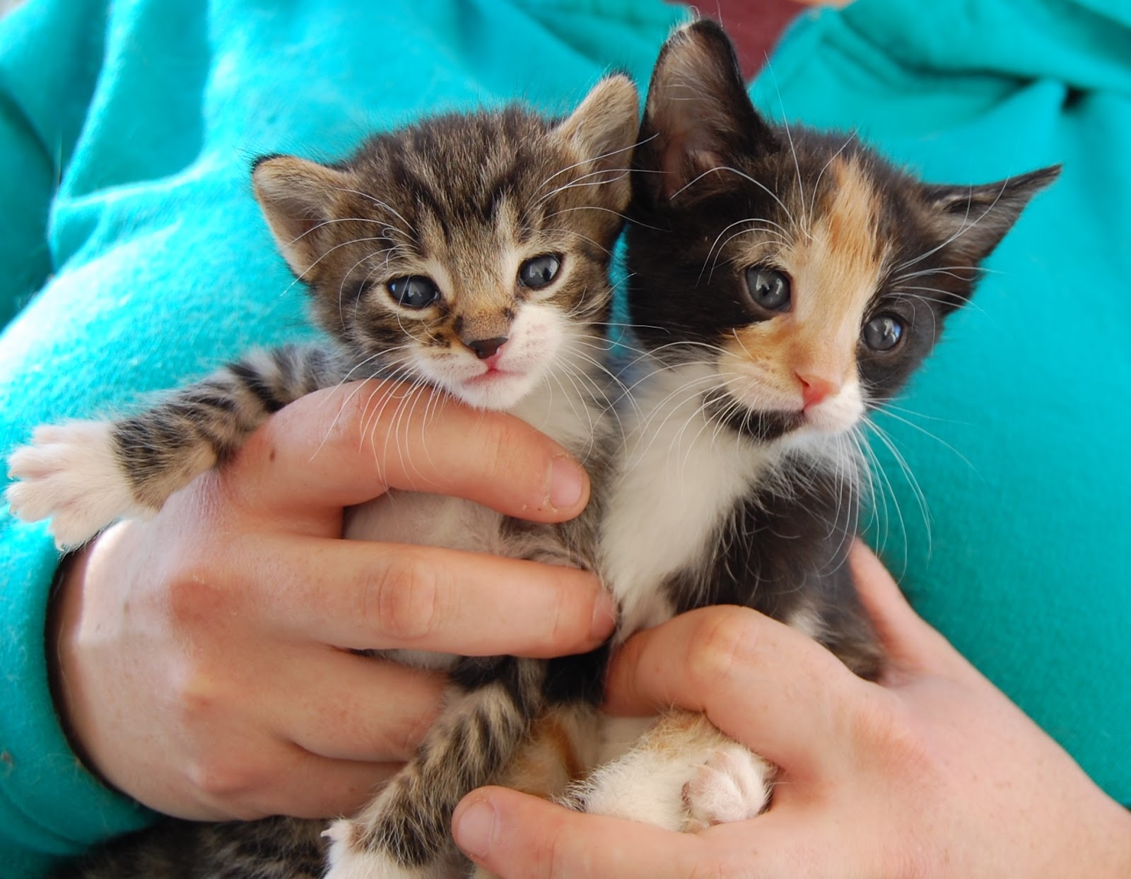 Rescued kittens needing foster homes please!
