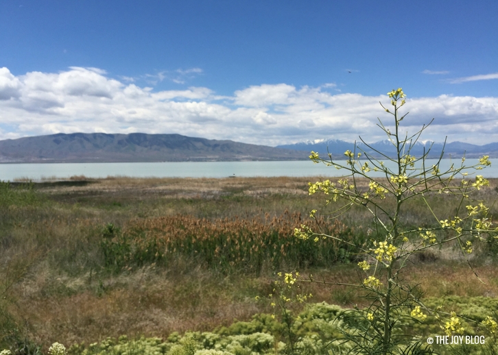 Spring at Utah Lake THE JOY BLOG