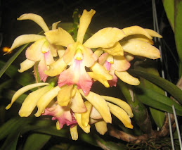 BORNEO FLORA