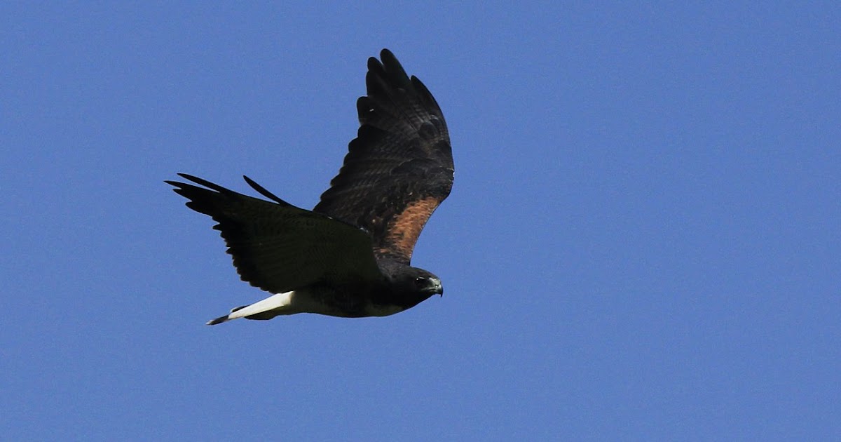 Aves de Argentina Aguilucho alas largas (Geranoaetus albicaudatus)